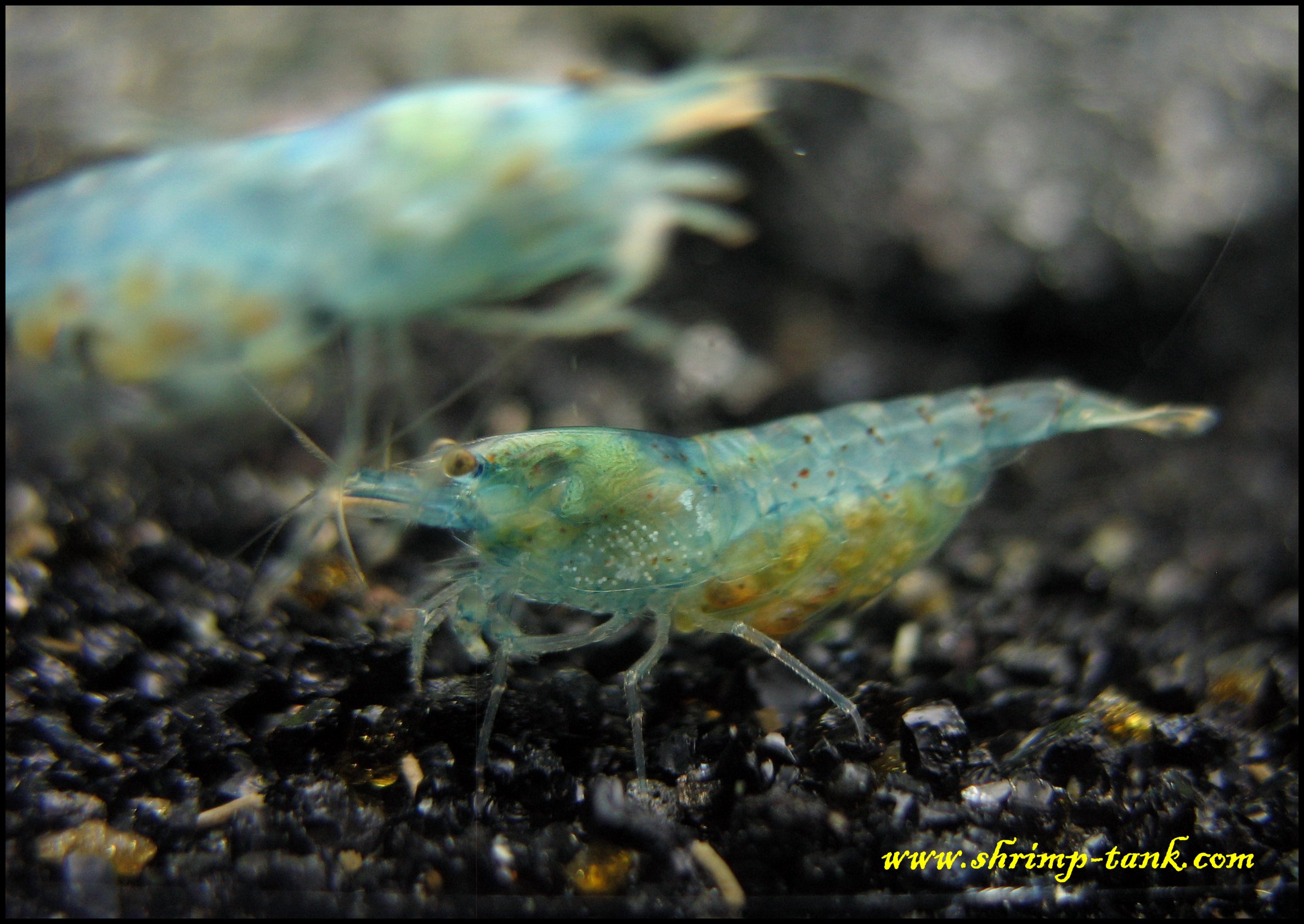 Shrimp Tank Com Berried Neocaridina Cf Zhangjiajiensis Var Blue Shrimp