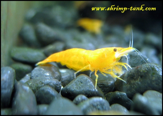 live shrimp aquarium