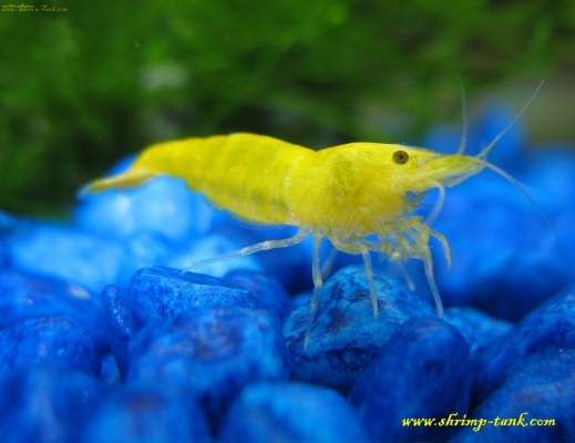 Golden yellow shrimp