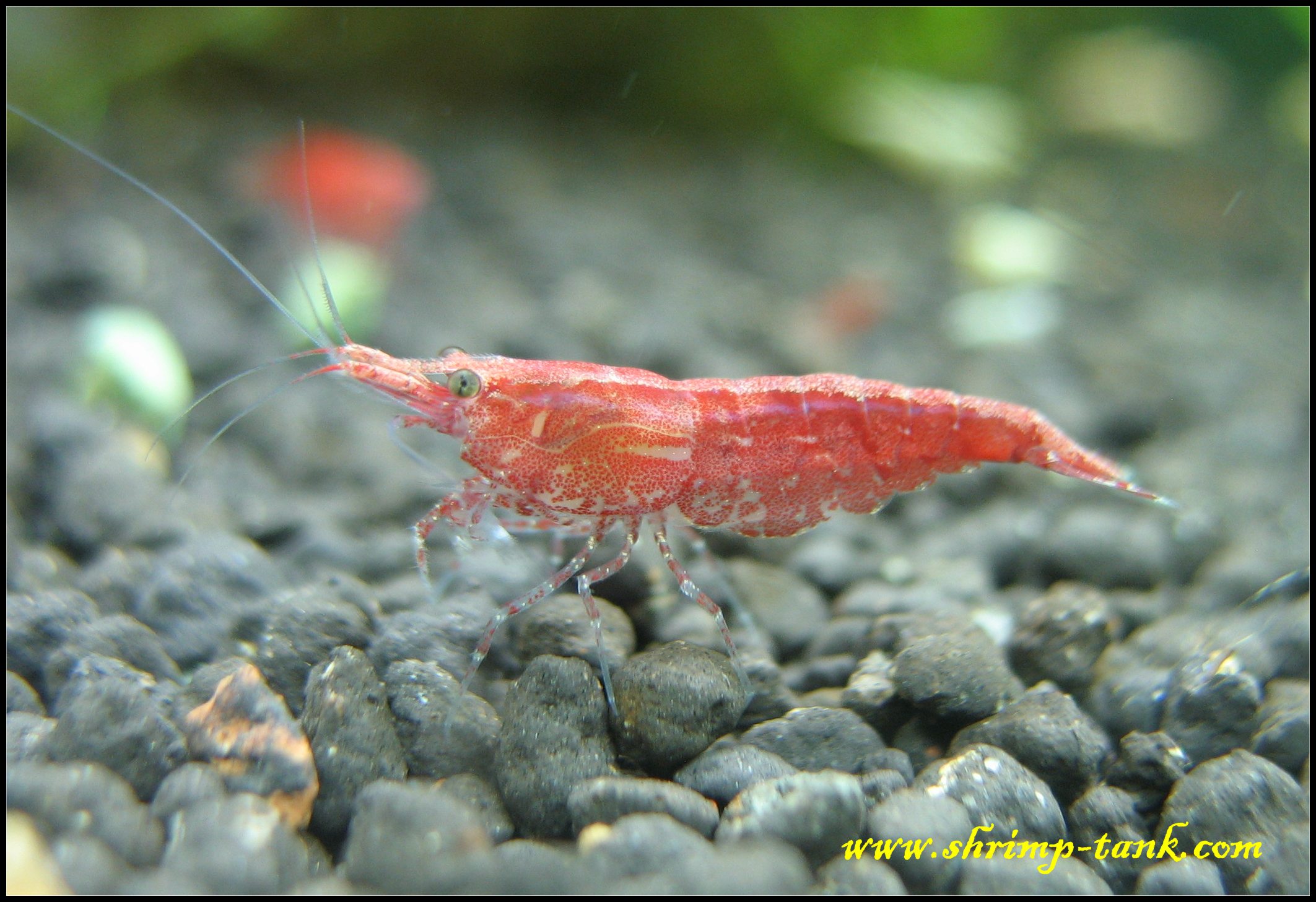 Live Freshwater Fire Red Shrimp – 20+ Pack, Healthy & Hand-Selected, Perfect For Beginners (Free Shipping Included)