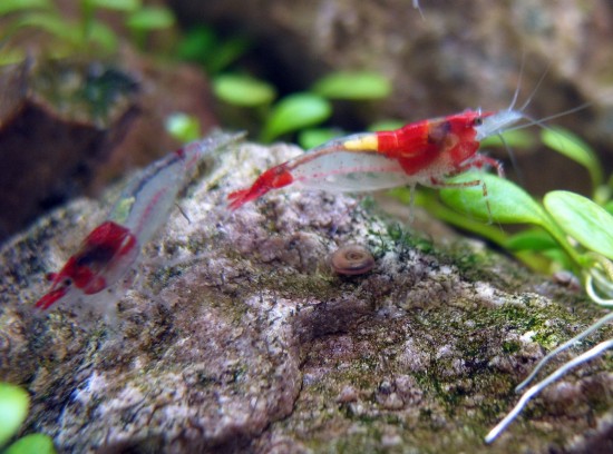 Shrimp-Tank. Red Rili Shrimp